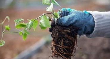 Jak a kdy je lepší transplantovat plamének na podzim nebo na jaře na nové místo